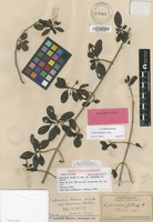 Holotype of Coprosma fauriei A.Gray var. lanaiensis W.R.B.Oliv. [family RUBIACEAE]
