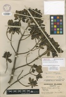 Holotype of Coprosma ochracea W.R.B.Oliv. [family RUBIACEAE]