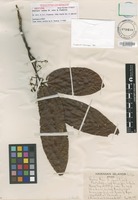 Isotype of Alectryon mahoe [family SAPINDACEAE]