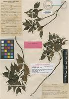 Holotype of Coprosma cookei Fosberg [family RUBIACEAE]