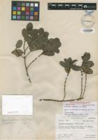 Holotype of Coprosma raiateensis (J.W.Moore) Fosberg [family RUBIACEAE]