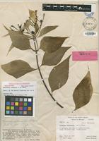Holotype of Mussaenda raiateensis J.W.Moore [family RUBIACEAE]