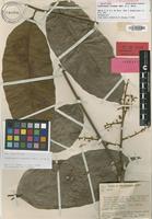 Isotype of Cupaniopsis caudata Merr. & L.M.Perry [family SAPINDACEAE]