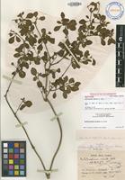 Isotype of Achyranthes mutica A.Gray [family AMARANTHACEAE]