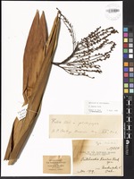 Holotype of Pritchardia kaalae Rock [family ARECACEAE]