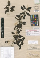 Holotype of Coprosma fauriei A.Gray var. oahuensis W.R.B.Oliv. [family RUBIACEAE]
