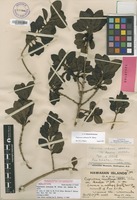 Holotype of Coprosma ochracea W.R.B.Oliv. var. kaalae H.St.John [family RUBIACEAE]