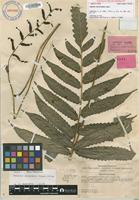 Isotype of Campium subcordatum (Copel.) Ching [family LOMARIOPSIDACEAE]