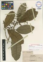 Isotype of Melanochyla elmeri Merr. [family ANACARDIACEAE]