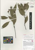 Isotype of Stockwellia quadrifida D.J.Carr, S.G.M.Carr, & B.Hyland [family MYRTACEAE]