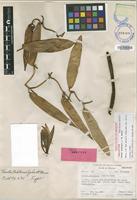 Holotype of Vanilla tahitensis J.W.Moore [family ORCHIDACEAE]