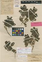 Isotype of Coprosma raiateensis (J.W.Moore) Fosberg [family RUBIACEAE]