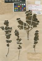 Isotype of Coprosma setosa J.W.Moore [family RUBIACEAE]