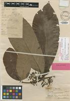 Holotype of Ixora pubifolia A.C.Sm. [family RUBIACEAE]