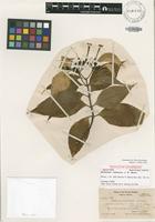 Isotype of Mussaenda raiateensis J.W.Moore [family RUBIACEAE]