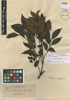 Isotype of Guioa truncata Radlk. [family SAPINDACEAE]