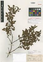Isotype of Achyranthes mutica A.Gray [family AMARANTHACEAE]