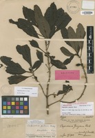 Holotype of Coprosma grayana A.Gray [family RUBIACEAE]