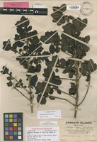Isotype of Coprosma ochracea W.R.B.Oliv. var. kaalae H.St.John [family RUBIACEAE]