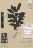 Holotype of Coprosma ternata W.R.B.Oliv. [family RUBIACEAE]