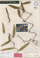 Isotype of Vanilla tahitensis J.W.Moore [family ORCHIDACEAE]