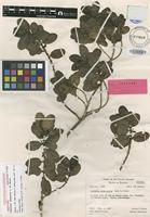 Isotype of Coprosma raiateensis (J.W.Moore) Fosberg [family RUBIACEAE]