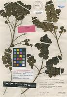 Isotype of Coprosma setosa J.W.Moore [family RUBIACEAE]