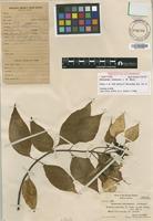 Isotype of Mussaenda raiateensis J.W.Moore [family RUBIACEAE]