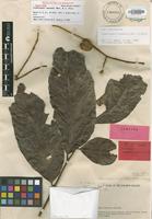 Isotype of Cupaniopsis kajewskii Merr. & L.M.Perry [family SAPINDACEAE]