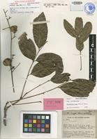 Isotype of Harpullia vaga Merr. & L.M.Perry [family SAPINDACEAE]