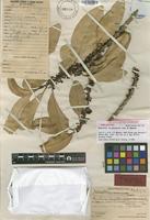 Holotype of Nesoluma st.-johnianum H.J.Lam & B.Meeuse [family SAPOTACEAE]