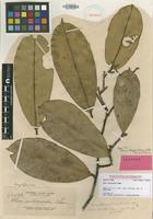 Isotype of Thea reticulata Elmer [family THEACEAE]