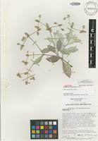Isotype of Nototrichium divaricatum Lorence [family AMARANTHACEAE]