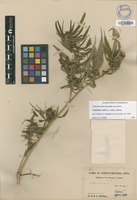 Not a Type of Cannabis sativa subsp. sativa [family CANNABACEAE]