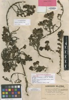 Isotype of Coprosma ernodeoides A.Gray var. mauiensis H.St.John [family RUBIACEAE]