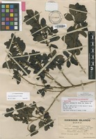 Isotype of Coprosma ochracea W.R.B.Oliv. var. kaalae H.St.John [family RUBIACEAE]