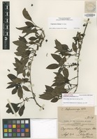 Holotype of Coprosma vontempskyi A.Gray [family RUBIACEAE]