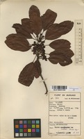 Filed as Uapaca nitida Mull.Arg. [family EUPHORBIACEAE]