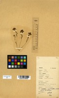 Filed as Kotschya capitulifera (Baker) Dewit & P.A.Duvign. [family FABACEAE]