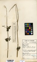 Filed as Crassocephalum crepidioides (Benth.) S.Moore [family ASTERACEAE]