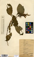 Filed as Brachystephanus africanus S.Moore [family ACANTHACEAE]
