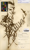 Filed as Aeschynomene indica L. [family FABACEAE]