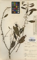 Filed as Clutia abyssinica Jaub. & Spach. var. abyssinica (Pax) Pax [family EUPHORBIACEAE]
