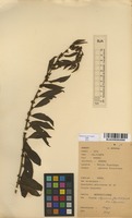 Filed as Clutia abyssinica Jaub. & Spach. var. abyssinica (Pax) Pax [family EUPHORBIACEAE]