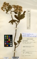 Filed as Vernonia amygdalina Delile [family ASTERACEAE]