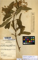 Filed as Vernonia amygdalina Delile [family ASTERACEAE]