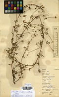 Filed as Antopetitia abyssinica A.Rich. [family FABACEAE]