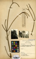 Filed as Euphorbia tirucalli L. [family EUPHORBIACEAE]