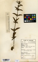 Filed as Dyschoriste trichocalyx (Oliv.) Lindau [family ACANTHACEAE]