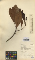 Filed as Uapaca nitida Mull.Arg. [family EUPHORBIACEAE]